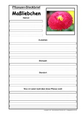 Pflanzensteckbrief-Maßliebchen.pdf